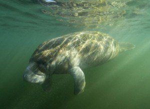 pavona_tortuguero2